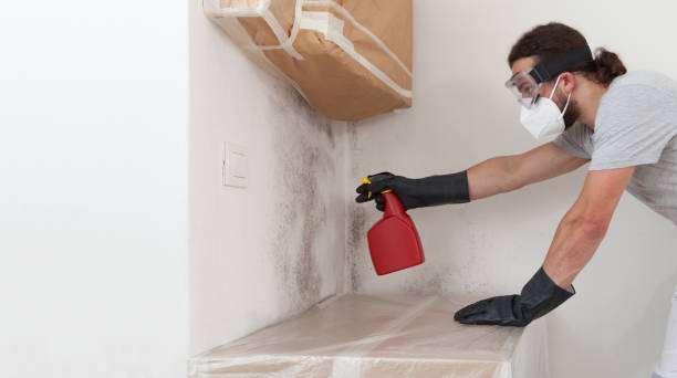 Professional Basement Mold Removal technician working in Chesterfield, NJ