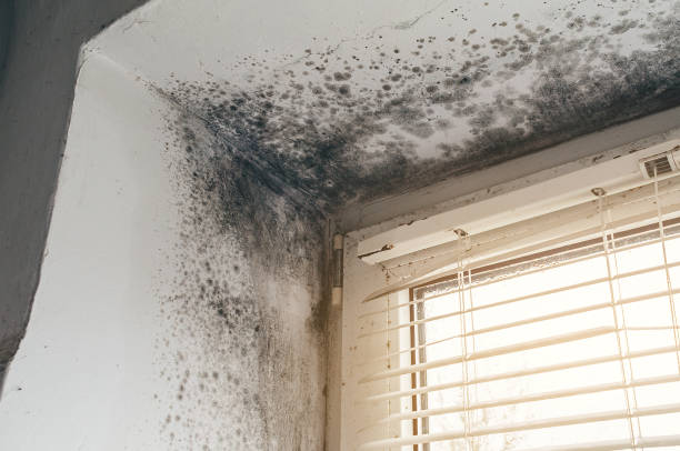 Affordable Basement Mold Removal solutions in Chesterfield, NJ