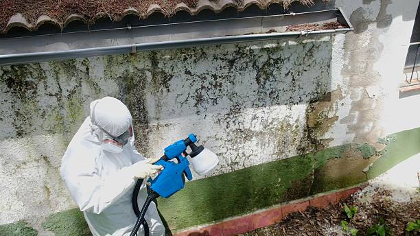 Top rated local Basement Mold Removal specialists in Chesterfield, NJ